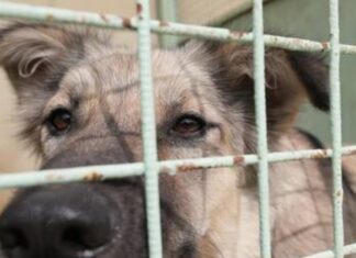 كلاب ضالة “تدخن” الهيروين