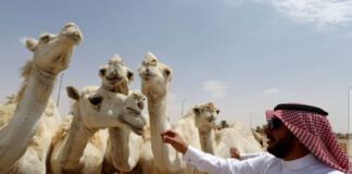 السعودية.. أكبر حملة على مسابقات جمال الإبل لمنع تجميلها بالبوتوكس