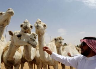 السعودية.. أكبر حملة على مسابقات جمال الإبل لمنع تجميلها بالبوتوكس