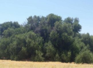 موقع روسيا اليوم يتحدث عن زيتونة تونسية فريدة.. عمرها 900 عام وتعطي كل عام زيتا مدرارا