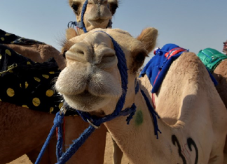 “السيليكون والفيلر”.. أقصى 40 جملا من مسابقة للجَمال في السعودية