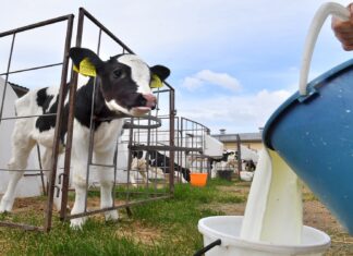 ”تونس دون حليب الأعوام القادمة”: تحذير من إنهيار منظومة الألبان