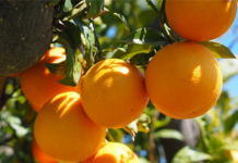 31 ديسمبر 2025: انطلاق موسم تصدير البرتقال المالطي إلى فرنسا