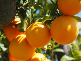 31 ديسمبر 2025: انطلاق موسم تصدير البرتقال المالطي إلى فرنسا