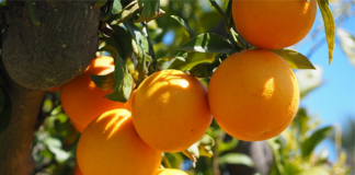 31 ديسمبر 2025: انطلاق موسم تصدير البرتقال المالطي إلى فرنسا