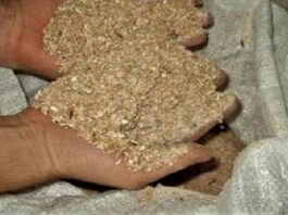 وزارة الفلاحة تؤكّد تواصل توفير الحصص الشهريّة من مادتي الشعير والسداري بوتيرة الاشهر الفارطة