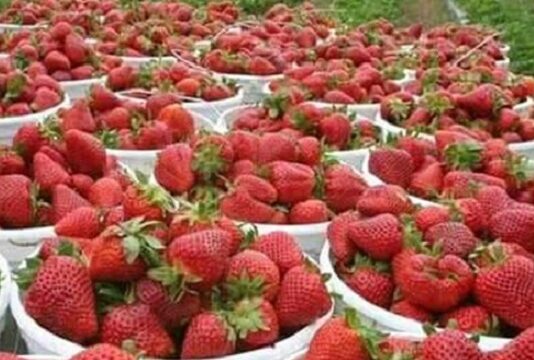 نابل: توقّعات بتراجع إنتاج الفراولة بين 10 و15%