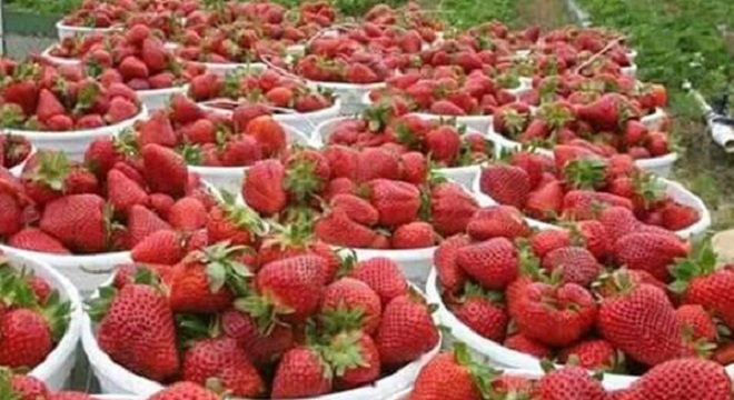 انطلاق موسم جني الفراولة