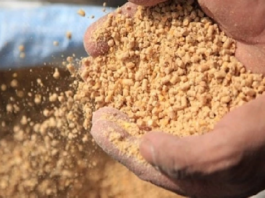 التخفيض في أسعار بيع حبوب الذّرة لدعم المربّين ومصانع الأعلاف المركّبة