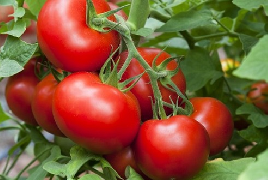 نابل: قطاع الطماطم يشكو هجرة اليد العاملة وصعوبات أخرى