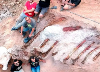 العثور على بقايا هيكل عظمي لديناصور ضخم في البرتغال