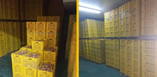 نابل: حجز 82 طنا من مادة البطاطا في أحد المخازن