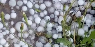 سبيبة: تساقط كثيف للتبروري مساء اليوم