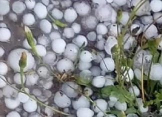 سبيبة: تساقط كثيف للتبروري مساء اليوم