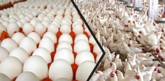 جندوبة: نقص فادح في التزويد بلحوم الدواجن والبيض