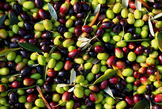 سوسة: تقدّم موسم جني الزيتون بنسبة 30 بالمائة