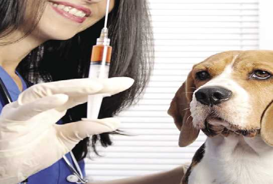 تونس تتوّج بالجائزة الأولى عالميا في مجال الرفق بالحيوان