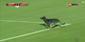 (فيديو) كلب يقتحم مباراة في الدّوري المصري