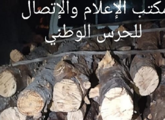 القصرين: الإحتفاظ بشخصين من أجل قطع 30 شجرة صنوبر حلبي