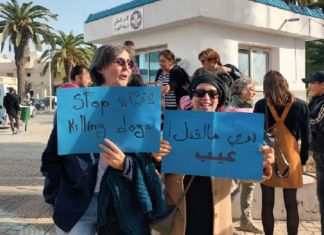 نابل: “يزي من القتل”.. شعار وقفة احتجاجية تنديدا بقنص الكلاب