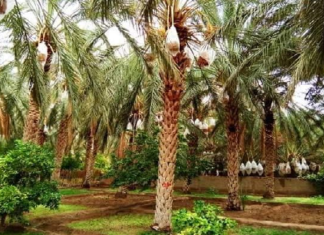 توزر: عرض تجارب وحلول للحد من تأثير التغيرات المناخية على الواحات