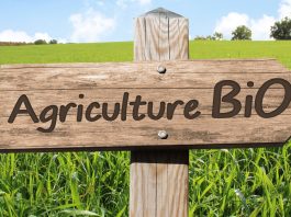 صادرات الفلاحة البيولوجية تتجاوز 725 مليون دينار في 2025