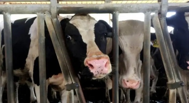 الحمى القلاعية