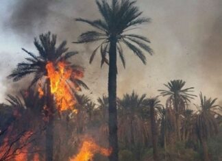 توزر: احتراق قرابة 80 من أصول النخيل وهكتار من الأعشاب الجافة بواحة نفطة