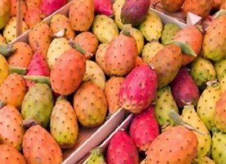 القصرين: التين الشوكي قطاع واعد في حاجة إلى تنظيمه ضمن مجمع مهني مشترك