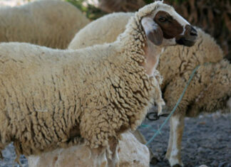 تفكيك عصابة سرقة مواشي تنشط بين سيدي حسين وأريانة