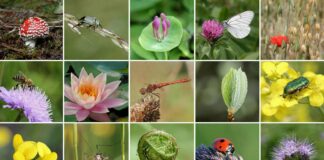 1.1 مليار شخص يقتاتون من التنوع الإيكولوجي ومداخيل هامة للصحة والسياحة