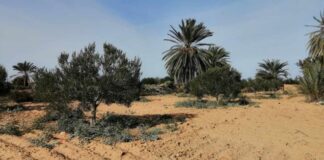 مدنين: استرجاع عقارين دوليين فلاحيين بجربة ميدون.