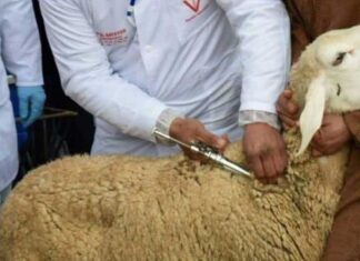 رئيس دائرة الانتاج الحيواني بمندوبية الفلاحة بالكاف: تسجيل بؤرة لداء الحمى القلاعية بالجهة