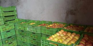 جندوبة: حجز 35 طنا من التفاح و8 أطنان من التمور معدة للاحتكار والمضاربة