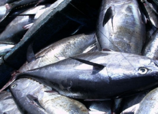 وزارة الفلاحة تعمل على مراجعة القرار المنظّم لصيد التن الأحمر وتسمينه