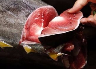 وزارة الفلاحة تأذن بمهمة تفقد حول قرار يتعلق بالتن الأحمر