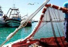 فائض بما يُقارب 92،6 مليون دينار في الميزان التجاري لمنتجات الصيد البحري