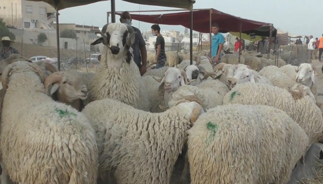 mouton_0_copy_630x360