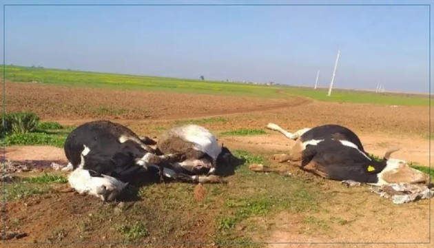 1750516423598_copy_630x360