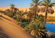 توزر: حملة تشجير لحماية منطقة التعمير بحزوة من زحف الرمال