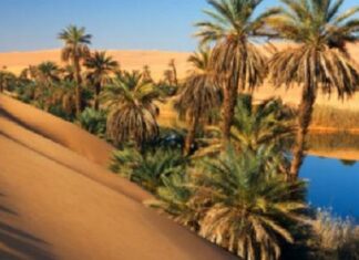 توزر: حملة تشجير لحماية منطقة التعمير بحزوة من زحف الرمال