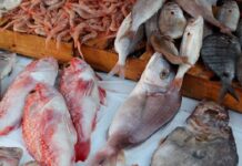 تقلص فائض الميزان التجاري لمنتوجات الصيد البحري موفى نوفمبر 2025