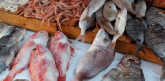 تقلص فائض الميزان التجاري لمنتوجات الصيد البحري موفى نوفمبر 2025