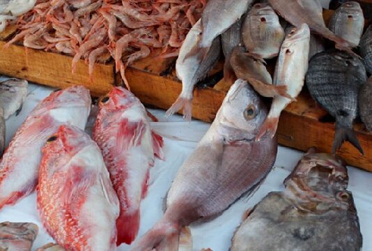 تقلص فائض الميزان التجاري لمنتوجات الصيد البحري موفى نوفمبر 2025